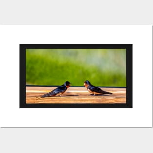 A Pair of Barn Swallows Arguing Posters and Art